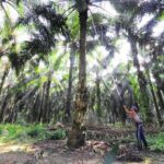 Somphad Desak Kejati Usut Reflanting Sawit 2020/2021