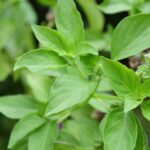 Daun Kemangi, Bisa Sembuhkan Jerawat, Begini Caranya