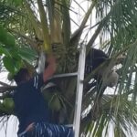 Isteri Pergi Pasar, Suami Ditemukan Meninggal di Atas Pohon Kelapa