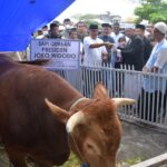 Masjid Al Ikhlas Simboro Dapat Sapi Kurban dari Jokowi