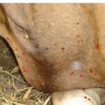 Penyakit Jembrana Ditemukan di Sulbar, Begini Langkah Cepat Pemprov