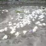 Bangkai Ayam Potong Berserakan di Pantai Butung