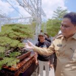 Pameran Kontes Bonsai di Taman Colliq Pujie