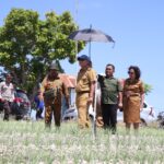 Tinjau Perkebunan Bawang di Majene, Ini Pesan Plh Gubernur Sulbar