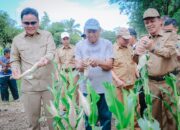 Produksi Jagung di Desa Balusu Capai 8 Ton Per Hektare