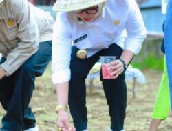 Bupati Barru Tanam Jagung Bersama Petani di Dusun Bulu Dua