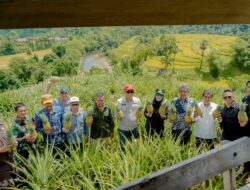 Ketua DPRD Panen Nanas di Desa Jangan Jangan