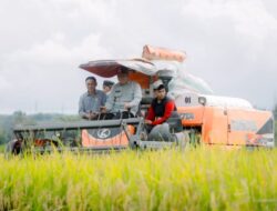 Wabup Abustan Panen Padi di Dusun Bulu Dua