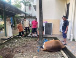 Balai Diklat Keagamaan  Makassar Melaksanakan Penyembelihan Hewan Kurban pada Idul Adha 1446 H