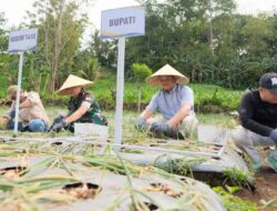 Panen Perdana Bawang Merah Lokana, Bantaeng Siap Jadi Daerah Penghasil Benih Terbaik