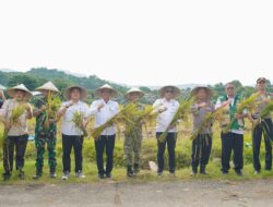 Wabup Panen di Kelurahan Kiru Kiru Bersama Prabowo