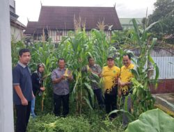 Kecamatan Soppeng Riaja Panen Jagung, Ajak Warga Manfaatkan Lahan Pekarangan
