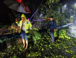 Polsek Barru Gerak Cepat Tangani Pohon Tumbang di Jalan Jenderal Sudirman, Kelurahan Sumpang Binangae