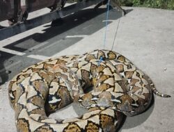 Ular Piton 6 Meter Gegerkan Warga Mangkoso, Tim Damkar Soppeng Riaja Bergerak Cepat