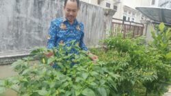 Kantor Camat Soppeng Riaja Panen Hasil Kebun Pekarangan, Jadi Inspirasi Warga Budayakan Bercocok Tanam