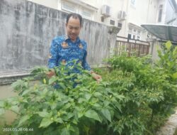 Kantor Camat Soppeng Riaja Panen Hasil Kebun Pekarangan, Jadi Inspirasi Warga Budayakan Bercocok Tanam