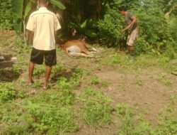 Semangat Gotong Royong Warnai Iduladha di Bulu Lampoko, PLN Indonesia Power Barru Salurkan Hewan Kurban