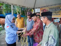 Bupati Barru Serahkan Sapi Kurban Presiden Prabowo untuk Warga Desa Nepo