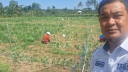 Panen Bawang Merah Lampoko Berbuah Manis, Kepala Desa: Potensi Pertanian Terus Berkembang