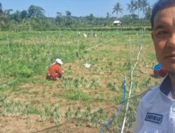 Panen Bawang Merah Lampoko Berbuah Manis, Kepala Desa: Potensi Pertanian Terus Berkembang