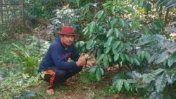 Dari Ketua DPRD Sulsel hingga Bupati Barru, Andi Ina Konsisten Perjuangkan Kebangkitan Kopi Gattareng
