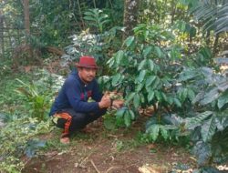 Dari Ketua DPRD Sulsel hingga Bupati Barru, Andi Ina Konsisten Perjuangkan Kebangkitan Kopi Gattareng