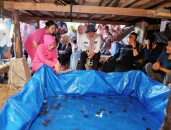 Kolaborasi Pemkab Barru, Polres, dan Komunitas Cillelang Fishing Selamatkan Generasi Penyu