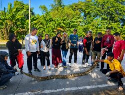 Rabu Bersih di Mangkoso Diwarnai Kemunculan Ular Piton, Semangat Gotong Royong Warga Tetap Tak Surut