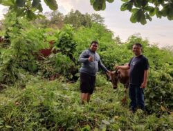 Jelang Hari Raya Idul Adha 1447 Hijriah, Pemkesra Sulbar Kumpulkan 17 Ekor Sapi